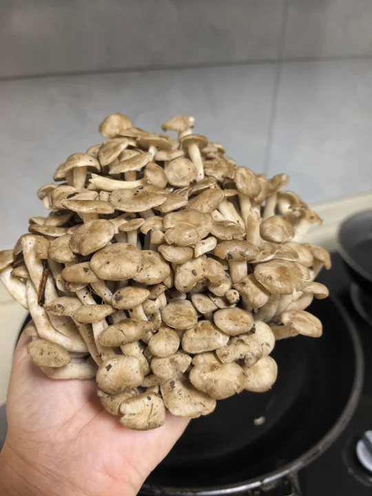 今天采的菌子好大一坨，这个是什么菌？