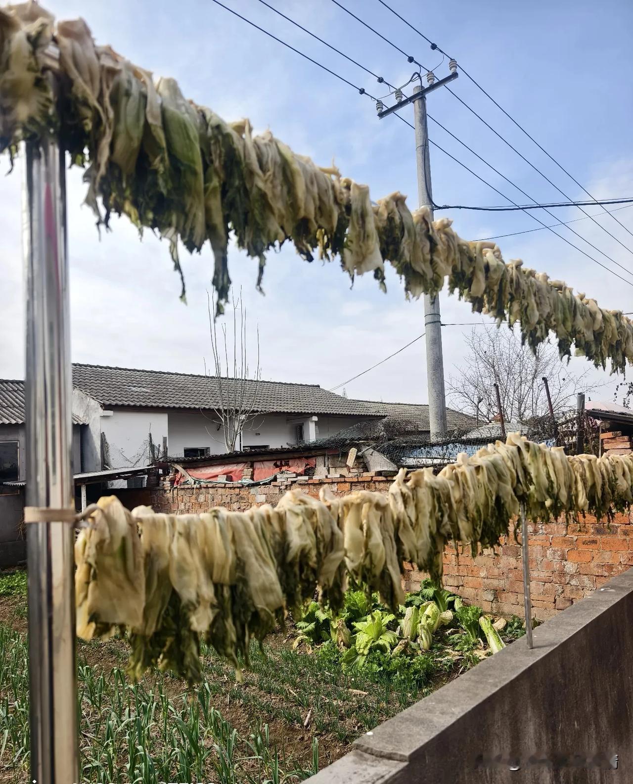 荆州松滋特产，美味的南风盐菜。

立春已过，气温回升，阳光明媚，南风清徐，又到了