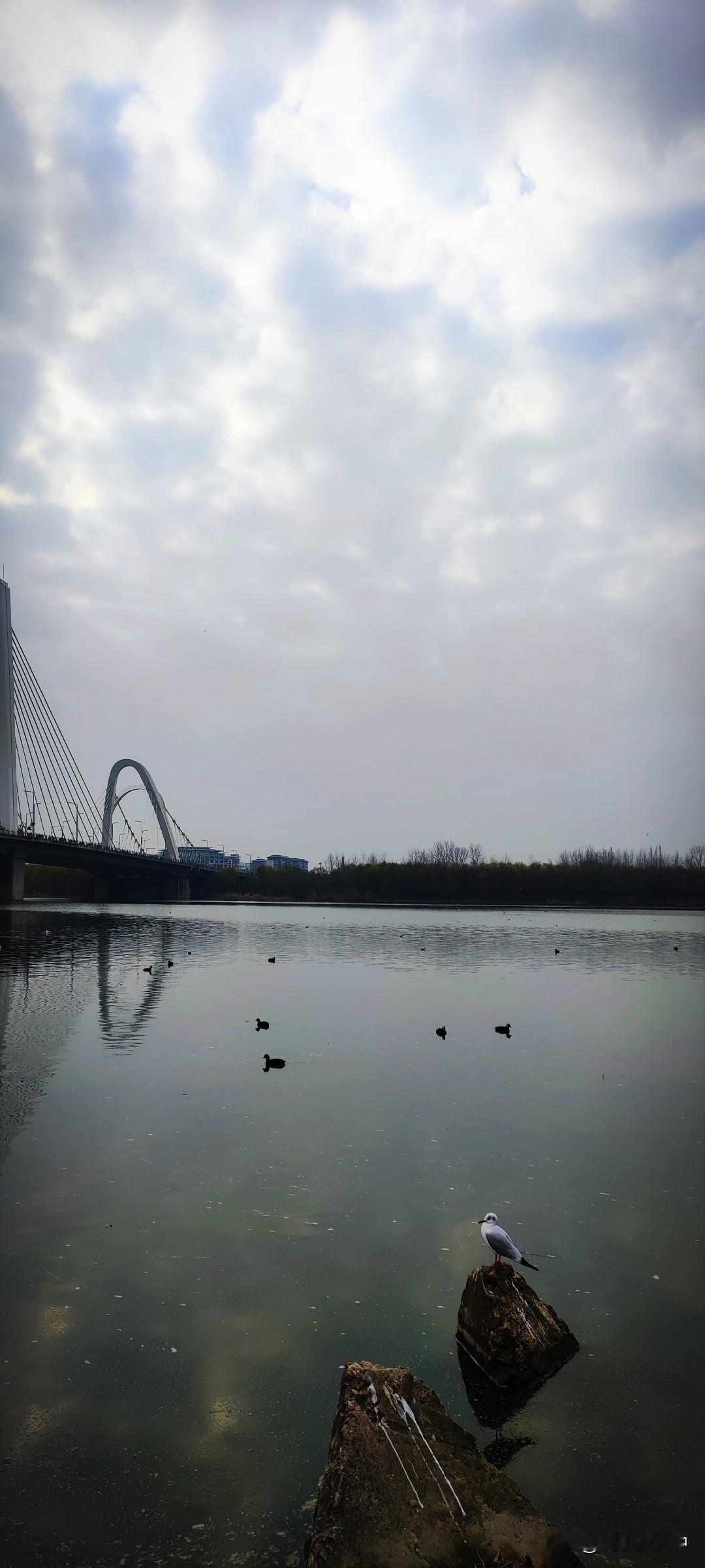 晒图笔记大赛阴天，汉江湿地公园没啥人。于是，野鸭子成群的游了出来，江鸥也翩翩而落