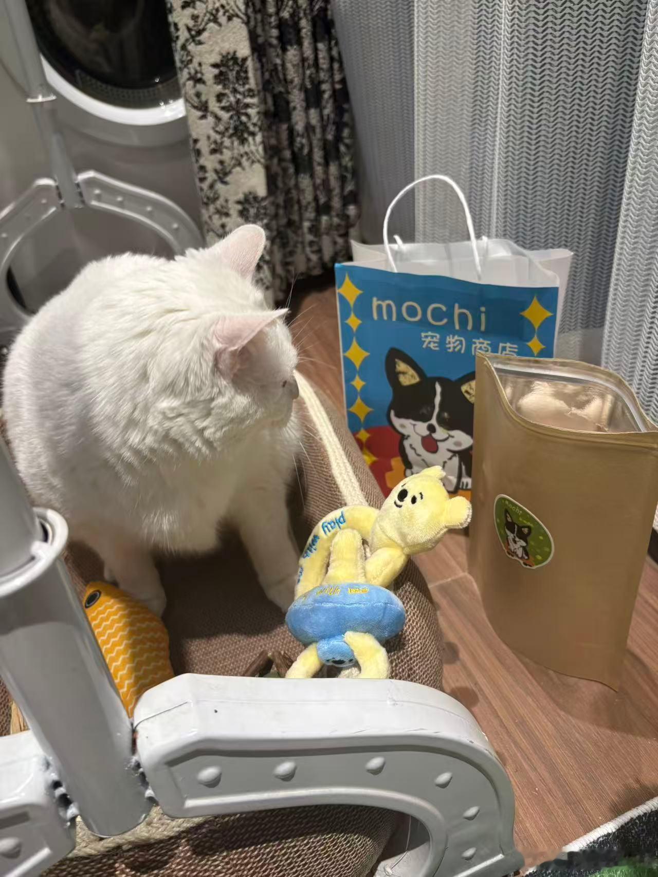 没有一只小猫能逃过香喷喷的冻干诱惑菡菡子的日常小猫日记猫咪摄影