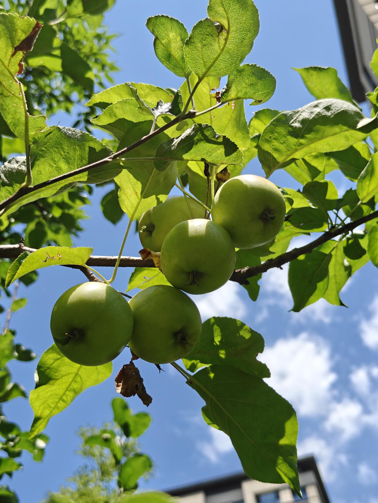 夏日生活打卡季又到摘苹果的时候了。