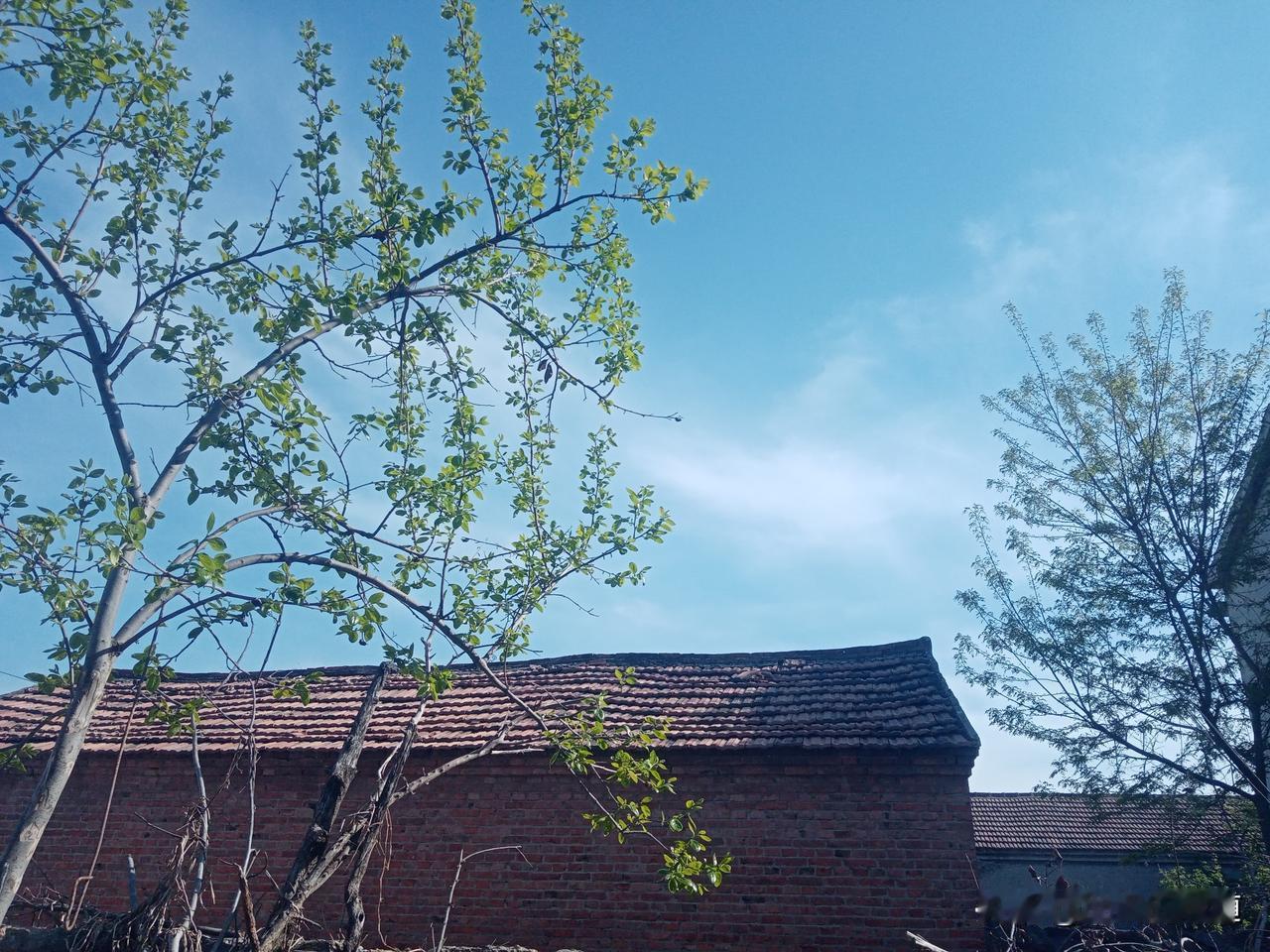 老农谚
一年苦不苦，二月看二十五
二月二十五晴，春旱粮食轻
二月二十五晴一天，无