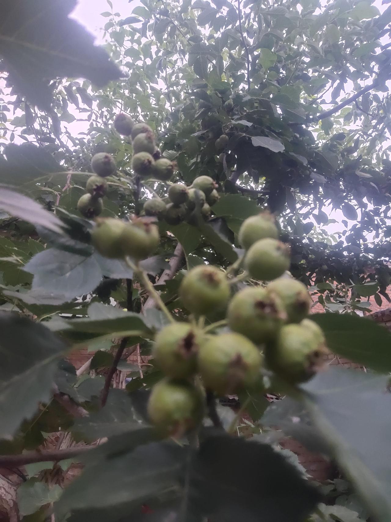 这便是生活在农家小院的乐趣，既能品尝到新鲜的蔬菜，又能享受到新鲜的水果！只是若想