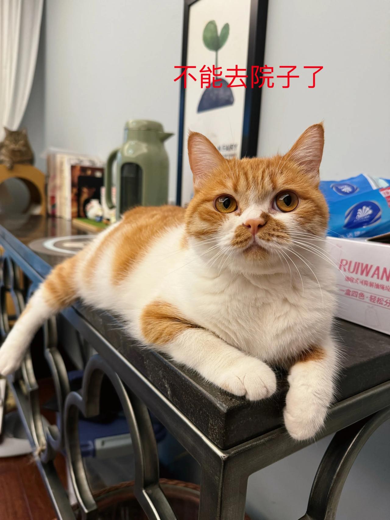 下暴雨，小猫咪今天不能去院子吃草啦
#猫咪# #萌宠#