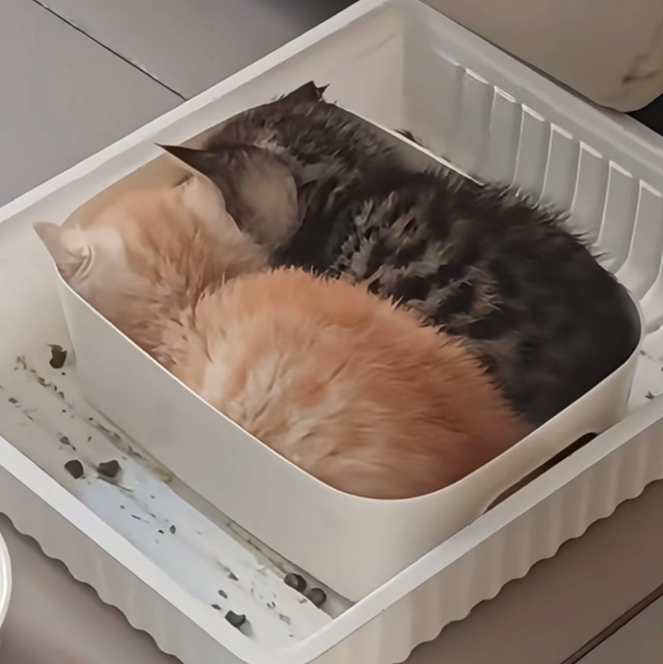 一盒盾冬 