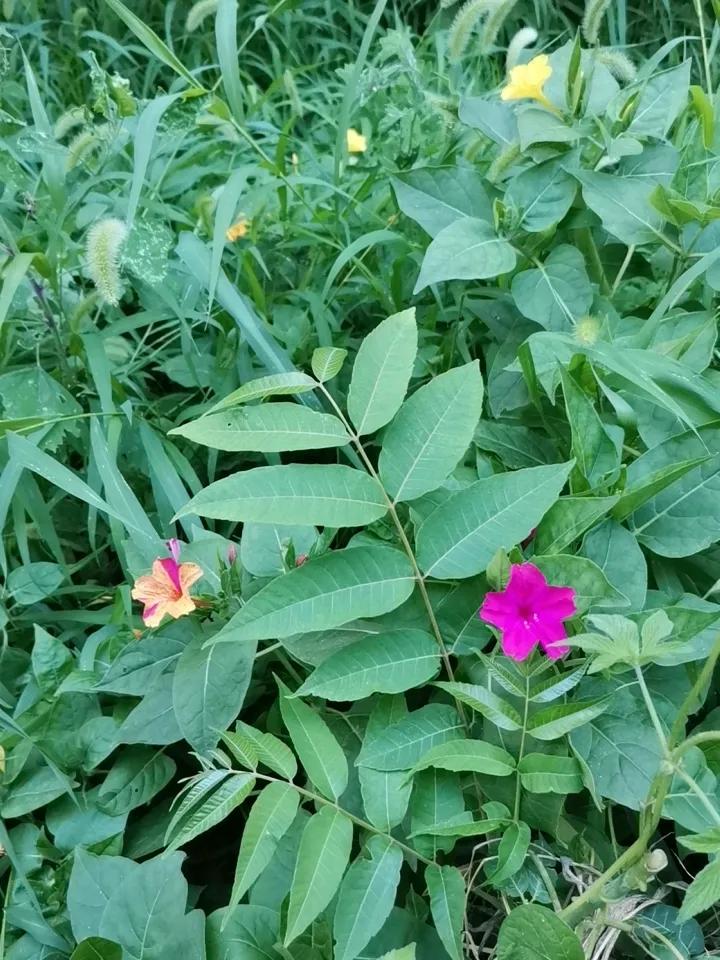 ，什么花都行
啥花不知道，反正是花。
