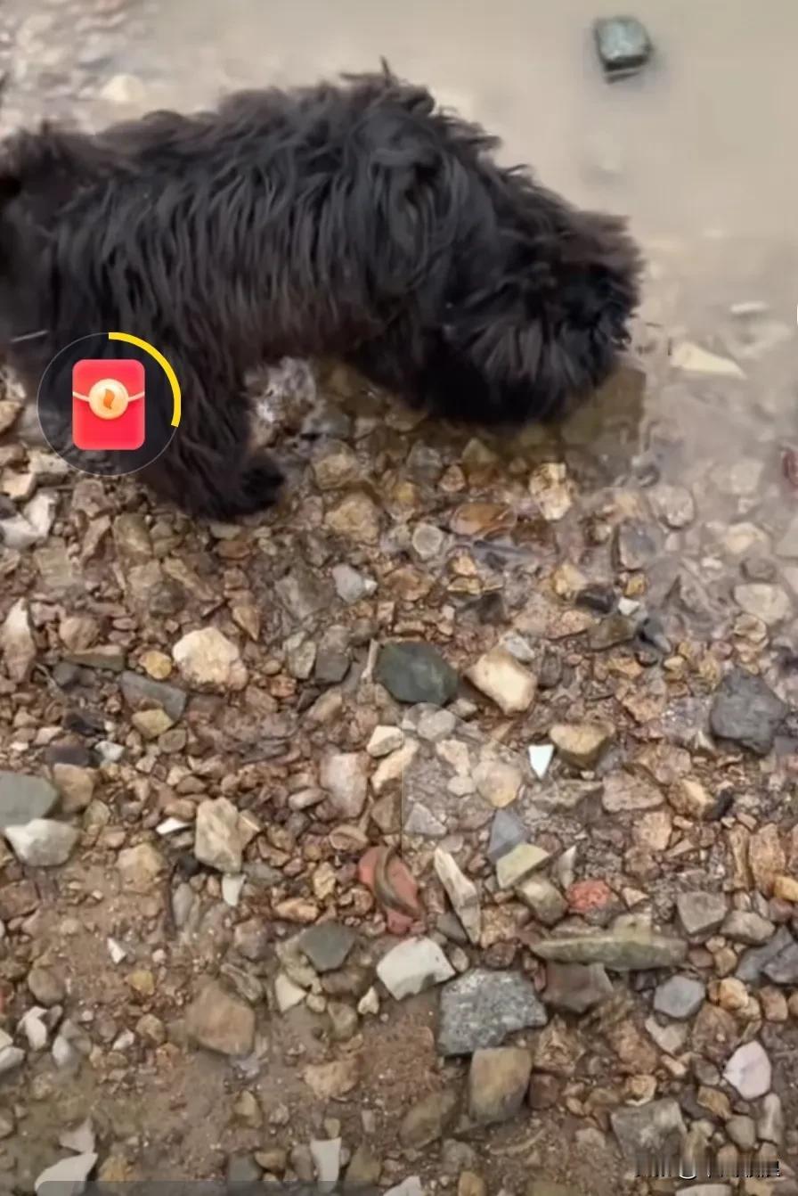 听当地的村民说是一个开小车的司机，开到一个很僻静的地方，把一只不到5个月大的狗狗