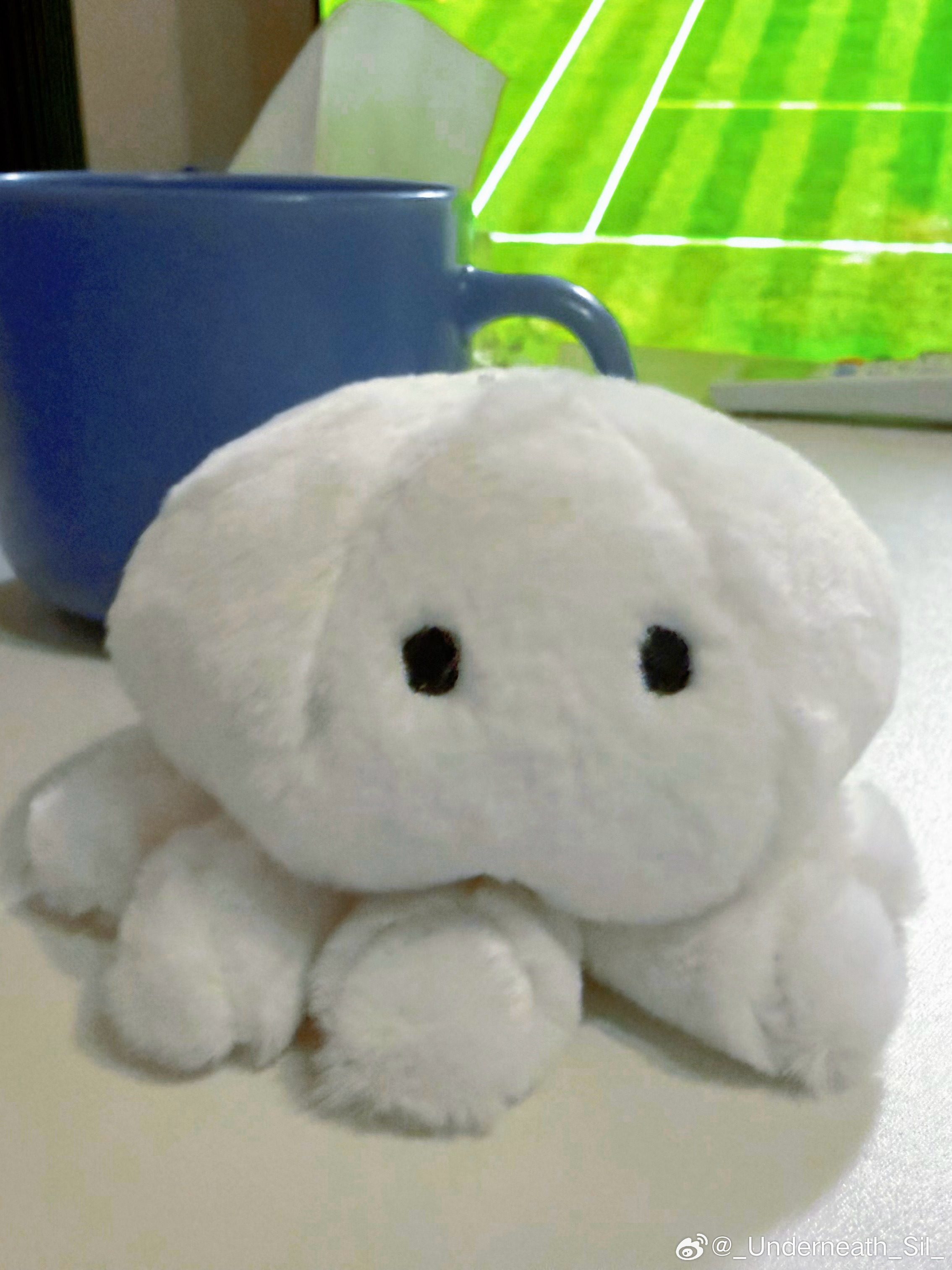 安抚白色海生物情绪中。（今天差点被我挠秃了…...能不能争取多陪我看几场啊小东西