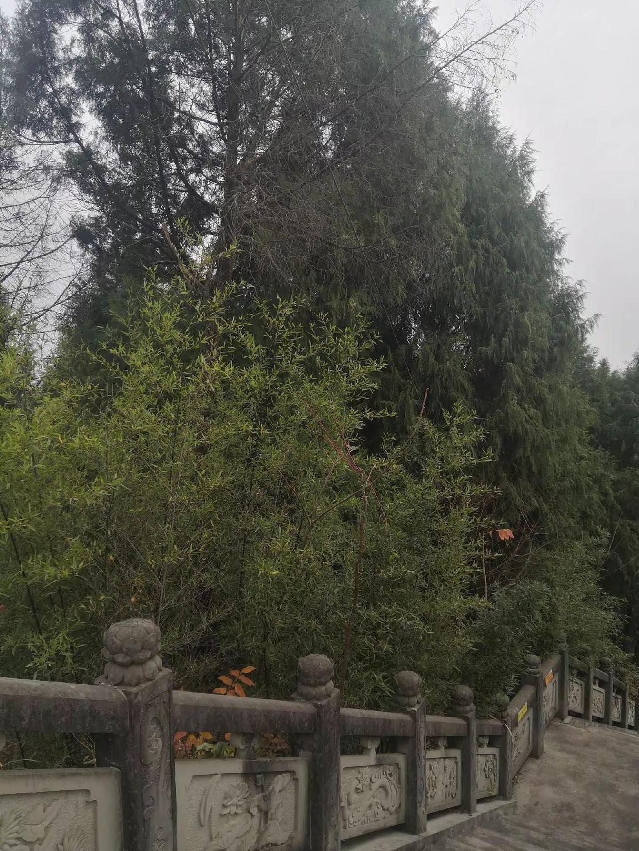 农村生活日常 我的农村生活 山顶的风景值得一看 风景永远在路上 最美的風景在路上