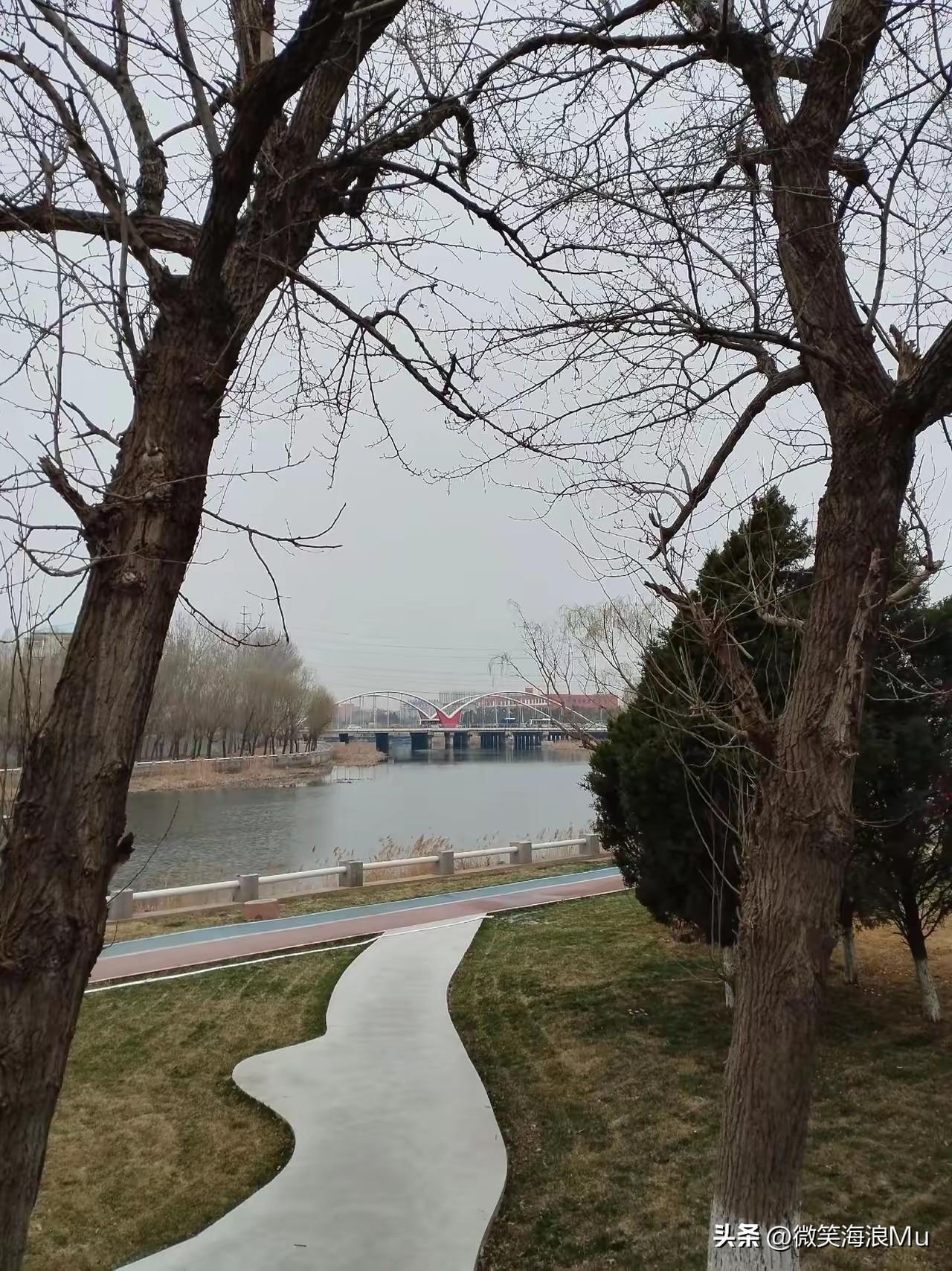 我们当地五里河旁的树木正在反青了，冒芽了嗯，这就算是最好的花草了。