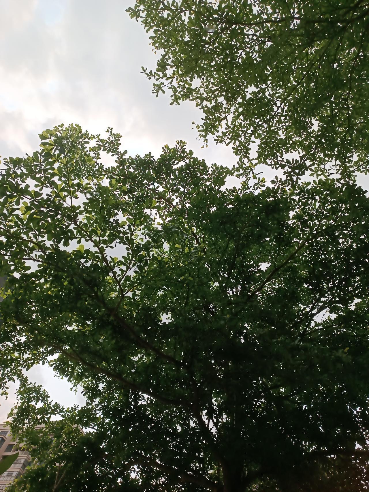 星期五下午
天气晴朗
微微的春风
气温舒适
下午好[点亮平安灯][点亮平安灯][