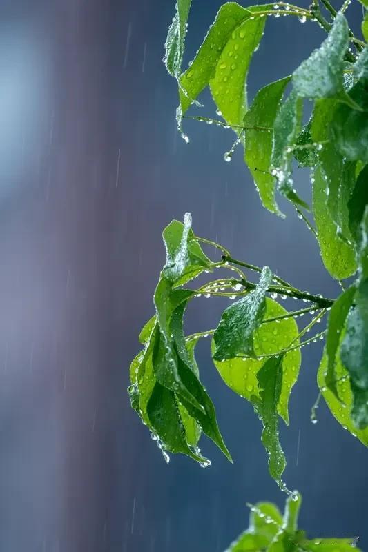 只有下雨天夜深人静的时候，听着窗外淅淅沥沥的雨声，才能让那颗浮躁的心安静下来，才