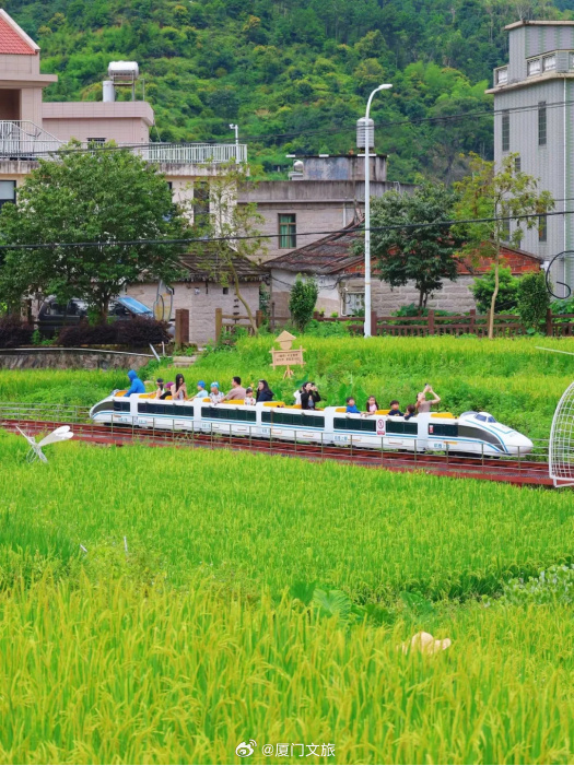 暑假总得来一趟厦门追风拾野！厦门这几片夏日稻香，太治愈啦～厦门夏日稻田打卡合集新
