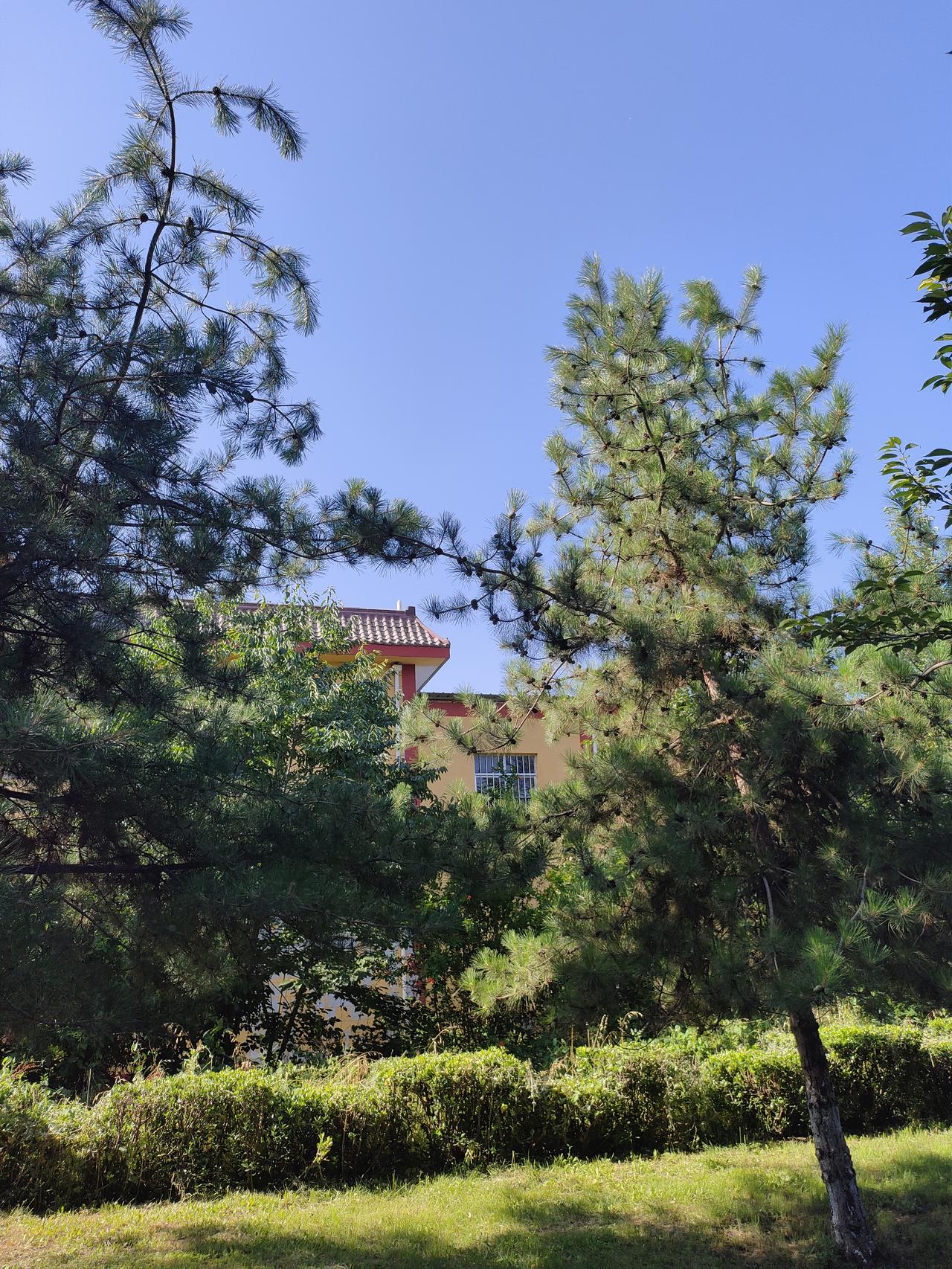 抬头皆是澄澈蓝天，满眼都是治愈绿意☀️
