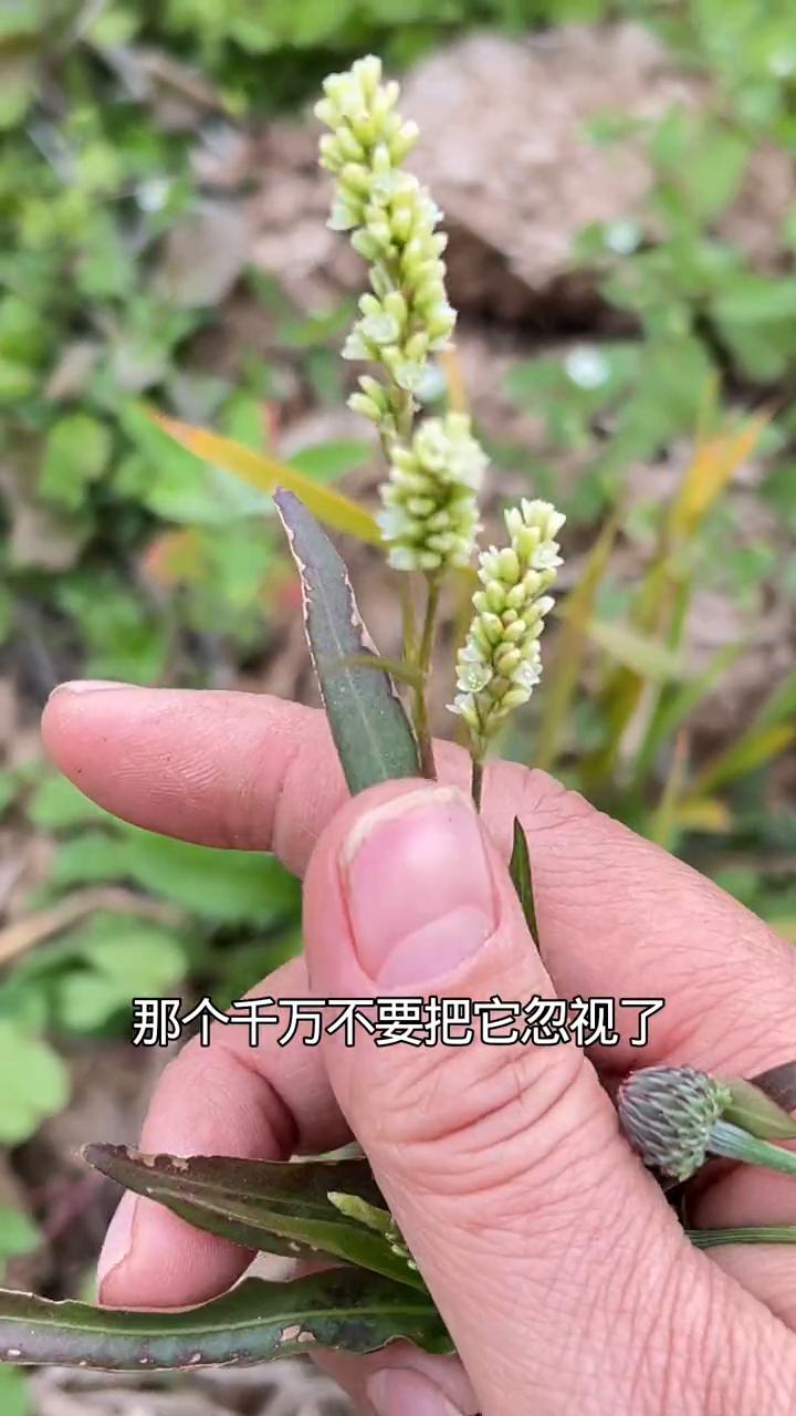 白廖。
注意看，要是在田间地头发现这种植物，千万不要把它忽视了，它可是料哥料属的