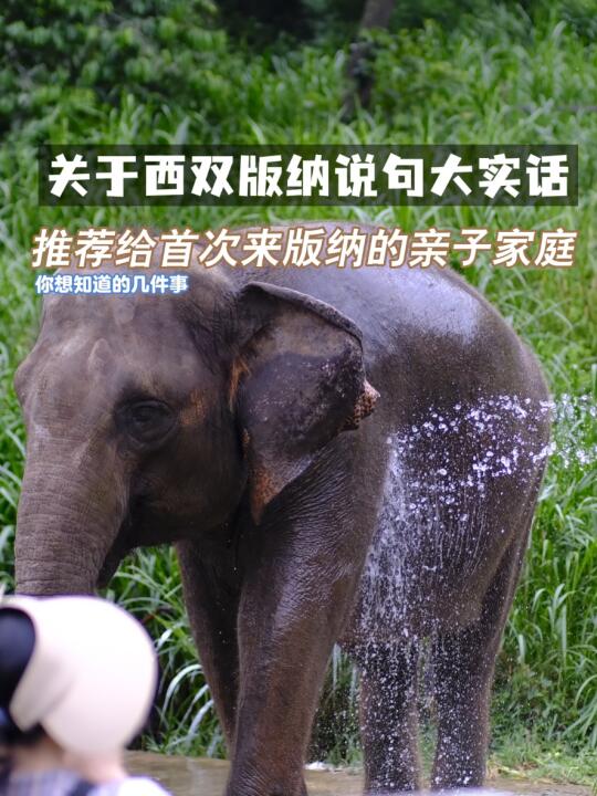 推荐给第一次来西双版纳游玩的亲子家庭们👇
