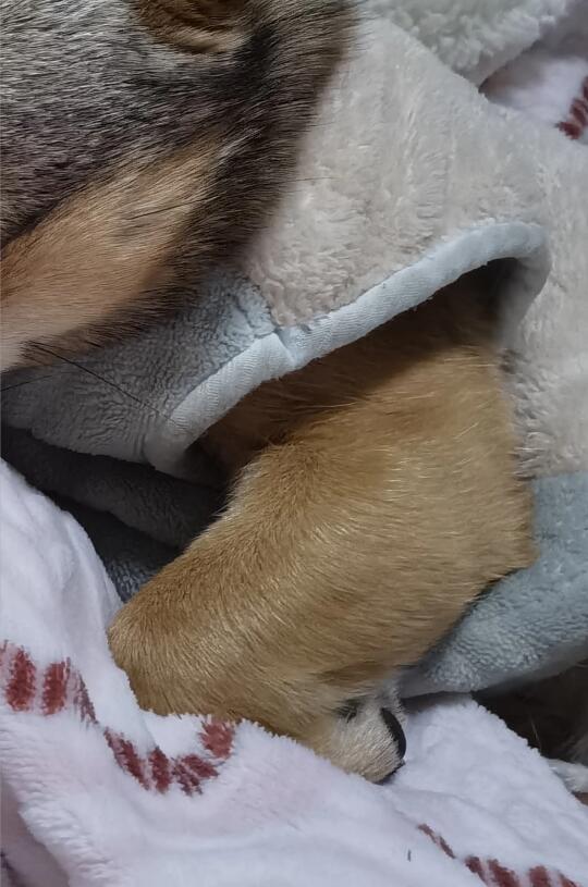 每天都想吃狗腿子