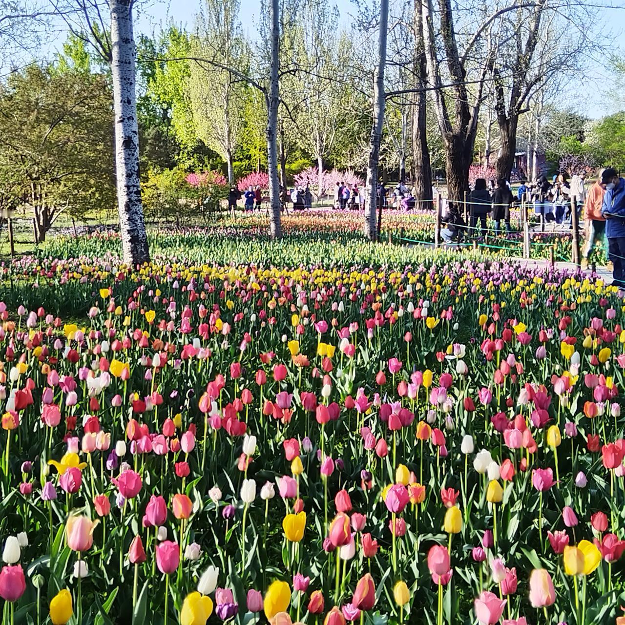 国家植物园梅花的郁金香开得正好。蓝天下的郁金香五颜六色，游人们纷纷打卡留念。
