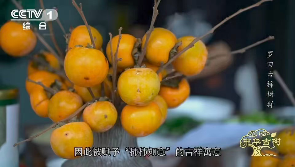 中国少数能现摘现吃的宝藏甜柿柿子界的省心天花板 9月：我还是个普通柿子。10月：