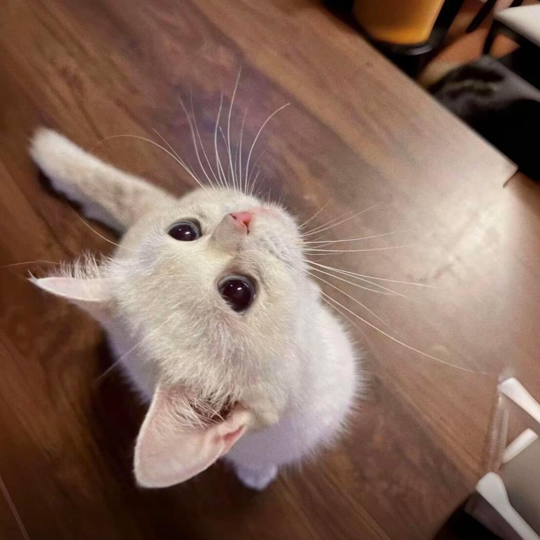 小猫头像 🐈喵喵咪咪🐈⬛ 