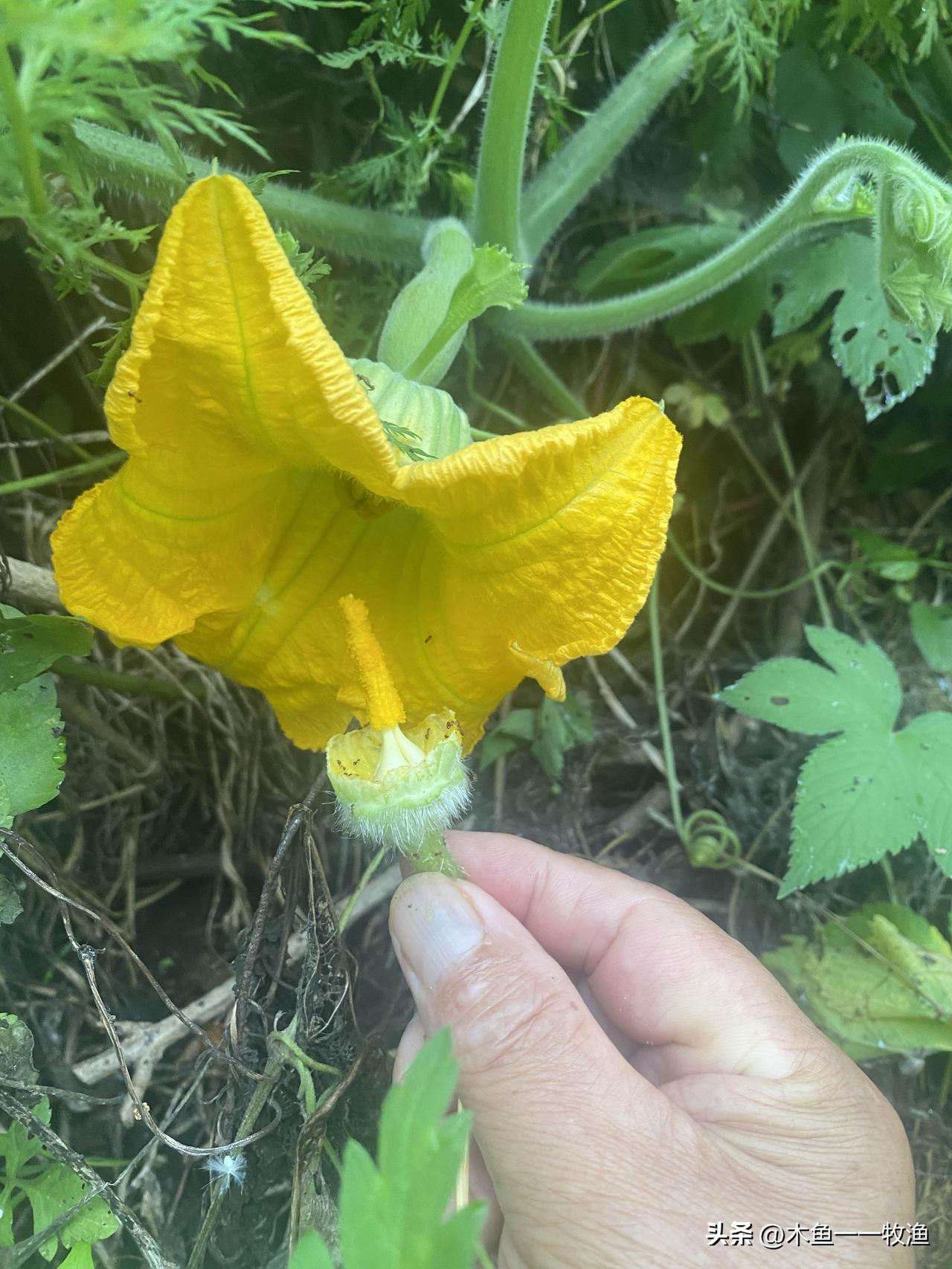 大连这一段时间一直阴雨绵绵，南瓜授粉也受到影响。我连续给四颗南瓜雌花授粉均未成功