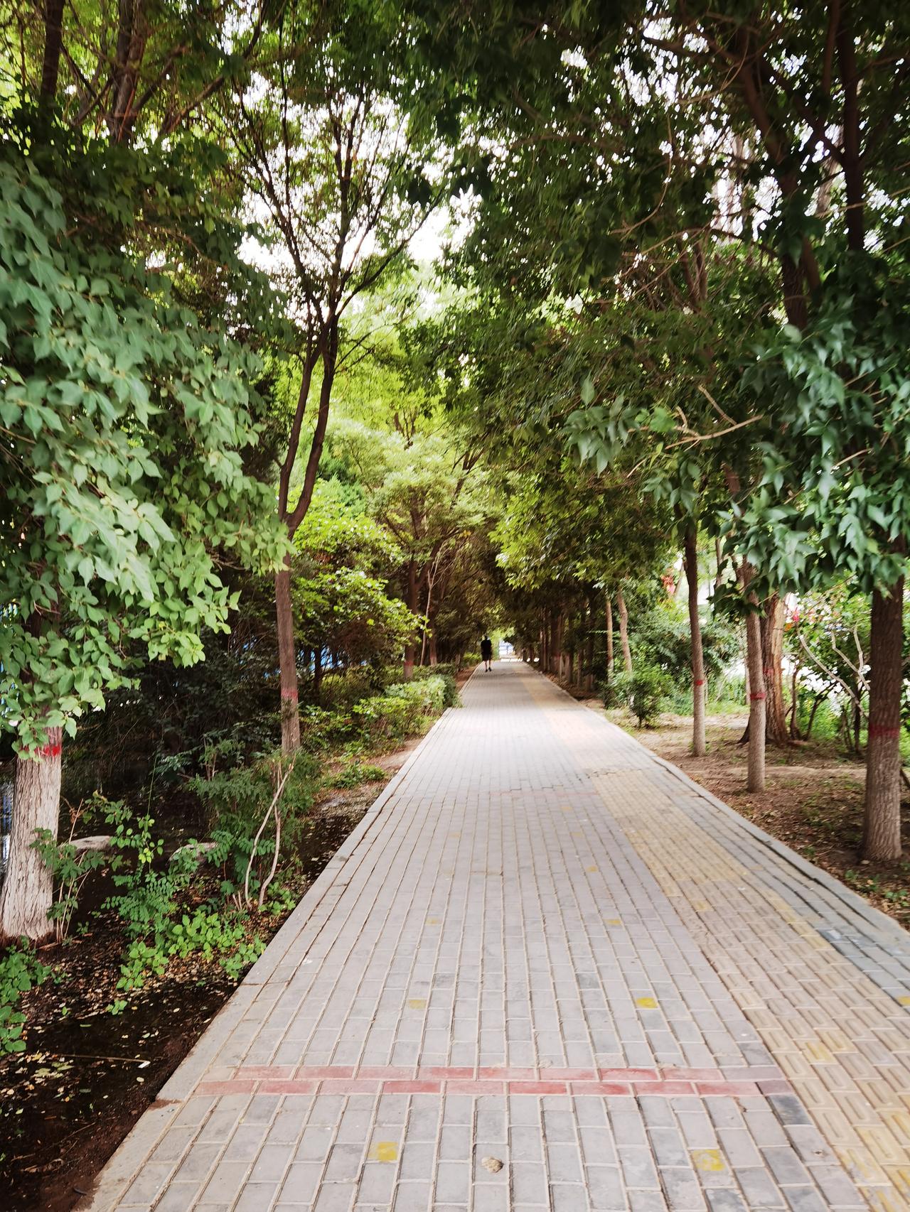 小路很安静
两边有绿树
凉爽又宜人
前方一黑点
直觉是个人
不知对与错