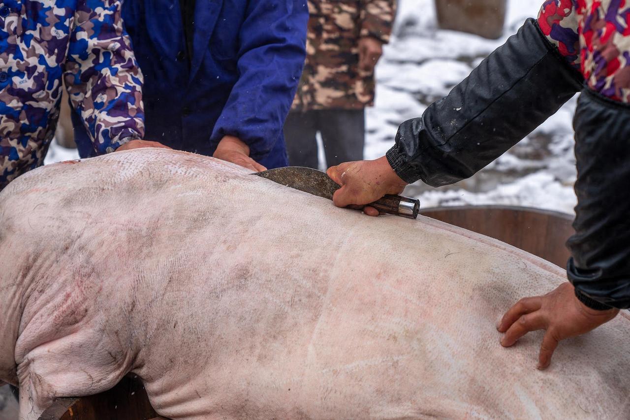 “悲剧还是发生了！”四川合江，一70岁村民想杀年猪，但人手不够，他便找同村一66