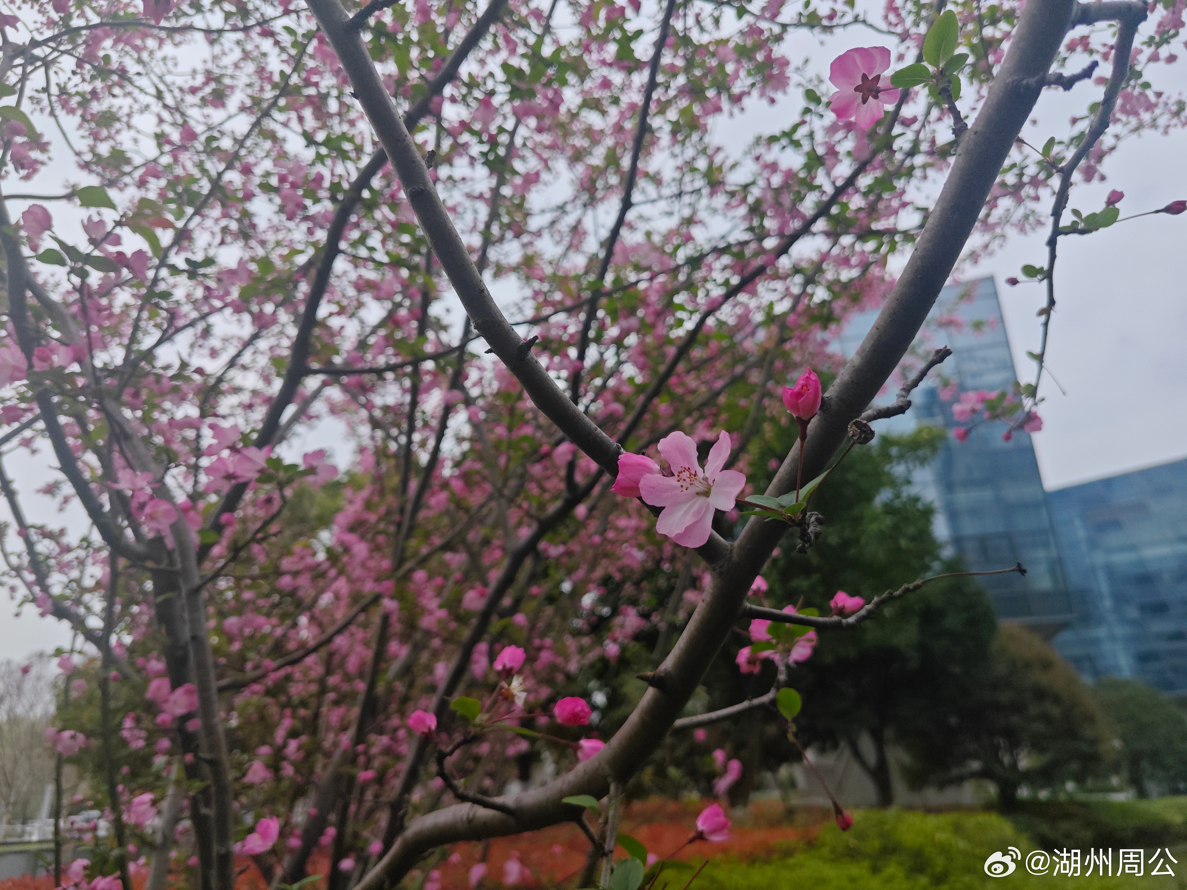 海棠枝头春正好，人间朝暮皆温柔。早安，愿你眼里有光，心中有爱，一路春暖花开🌸 