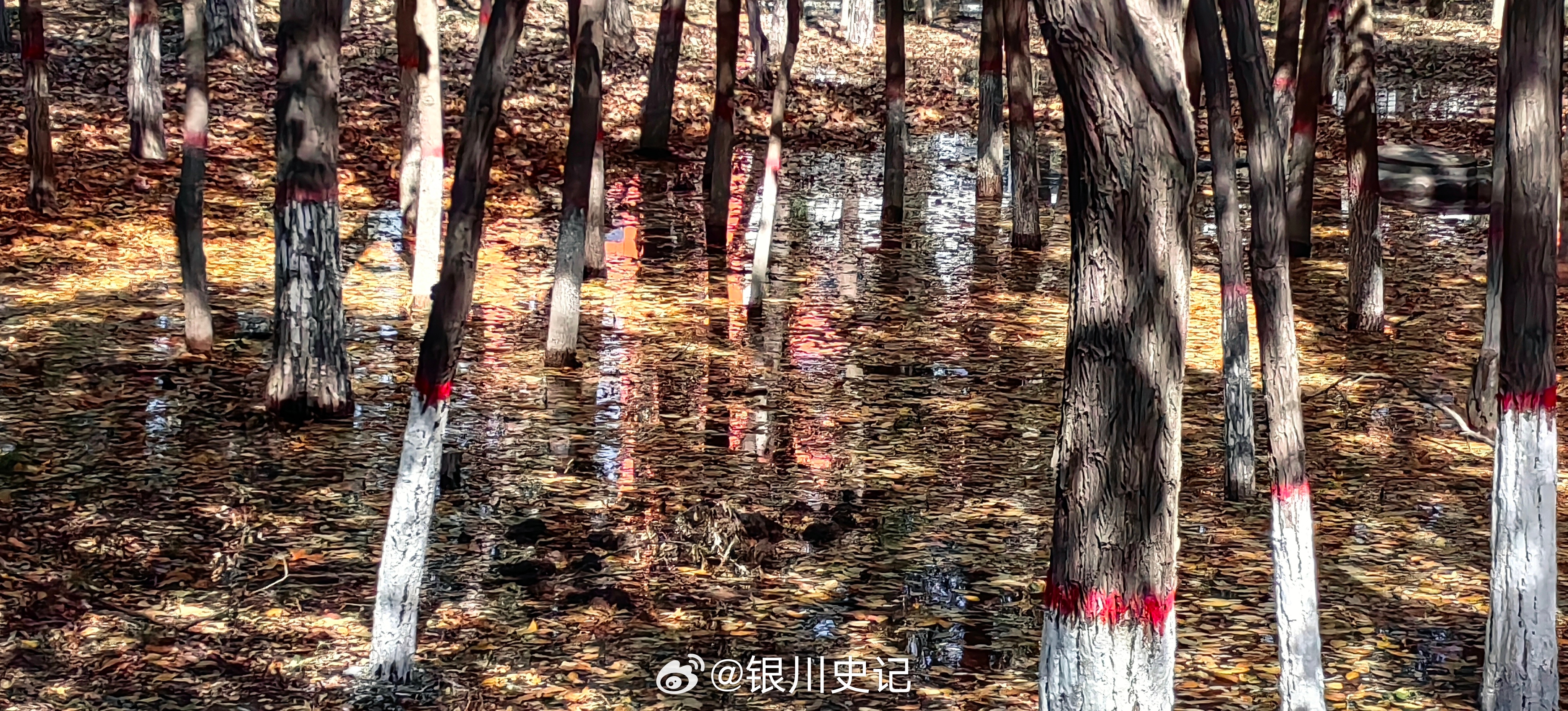 深秋。树影。斑斓。随手拍[超话]银川史记宁夏[超话]银川宁夏  ​​​