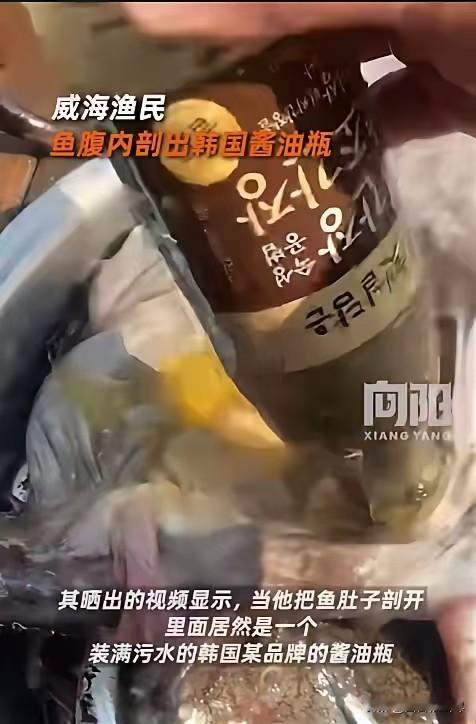 1月7日，山东威海，一男子出海捕鱼时，竟从一条海鱼肚子里掏出一个完整的韩国酱油瓶