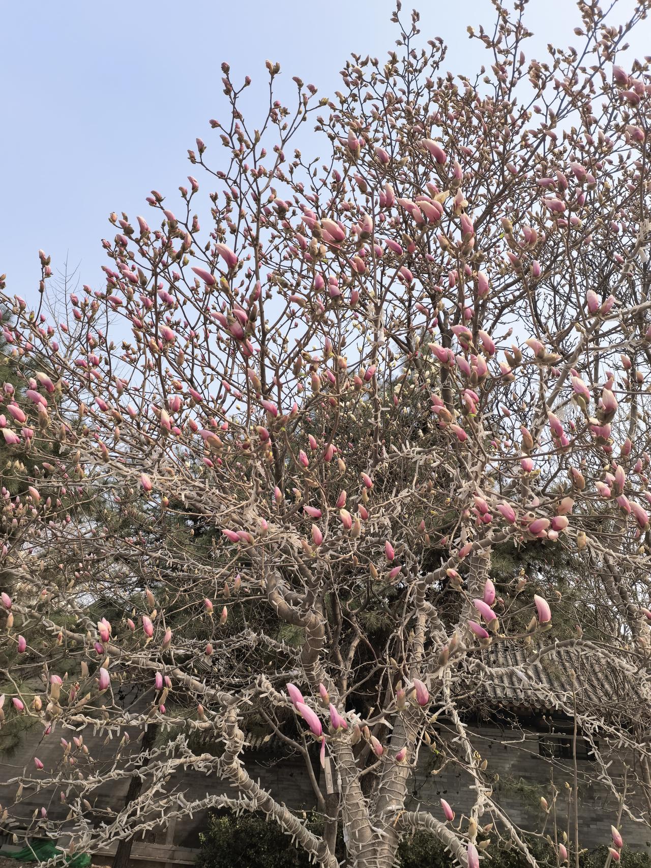 我要上精选-全民写作大赛春天的风不冷，早晨跟着春天的脚步去上班💼，与众多京津通