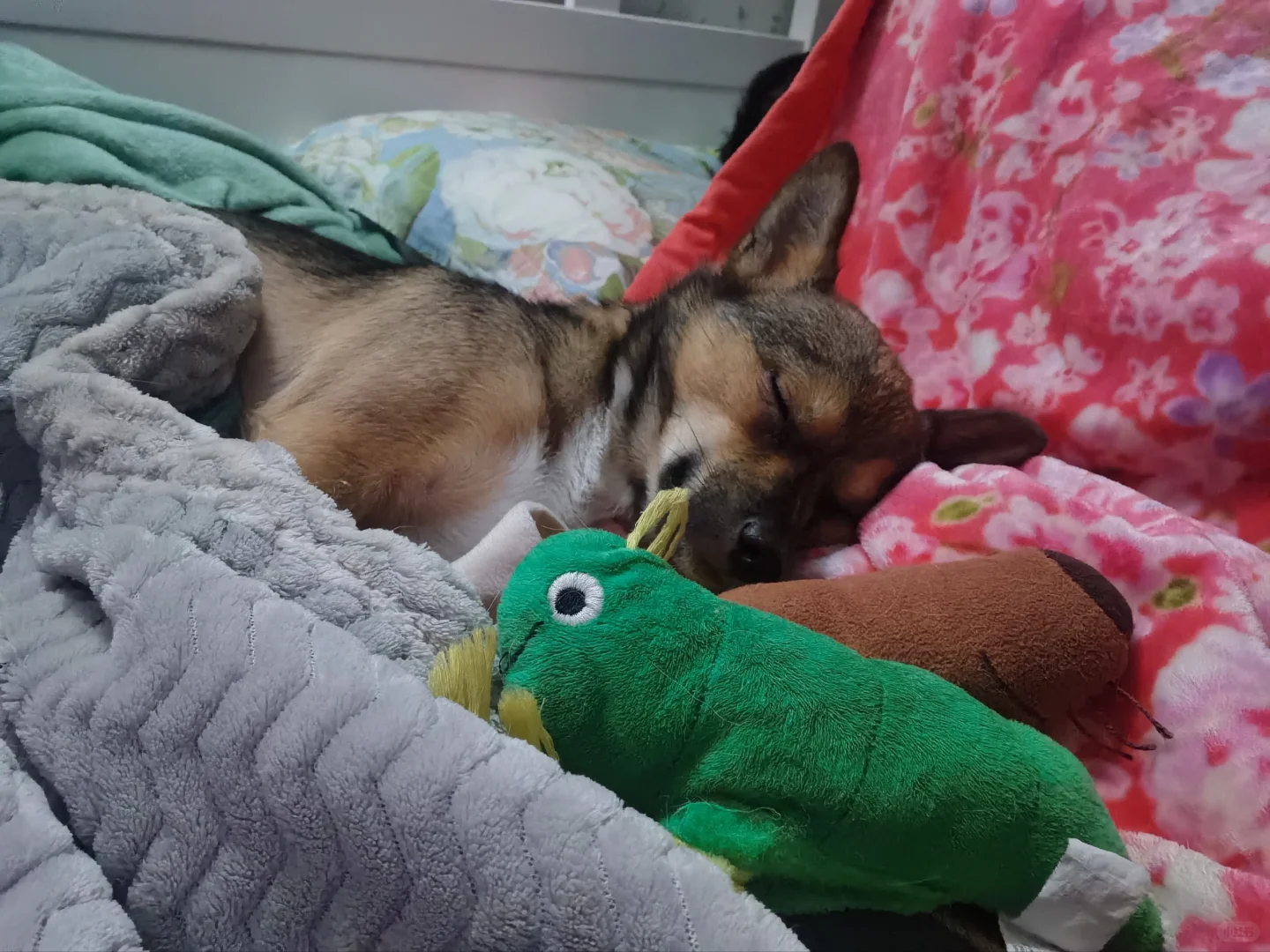 谁家小狗周岁了没断奶睡觉还要抱着玩具