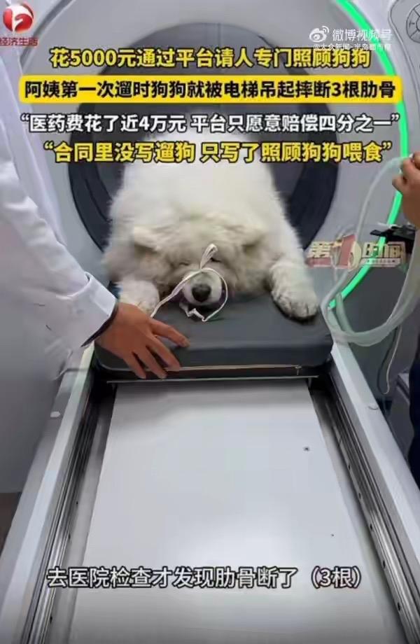 深圳唐先生花5000块请阿姨喂狗，结果第一天狗就被电梯吊摔，断了3根肋骨还内脏出
