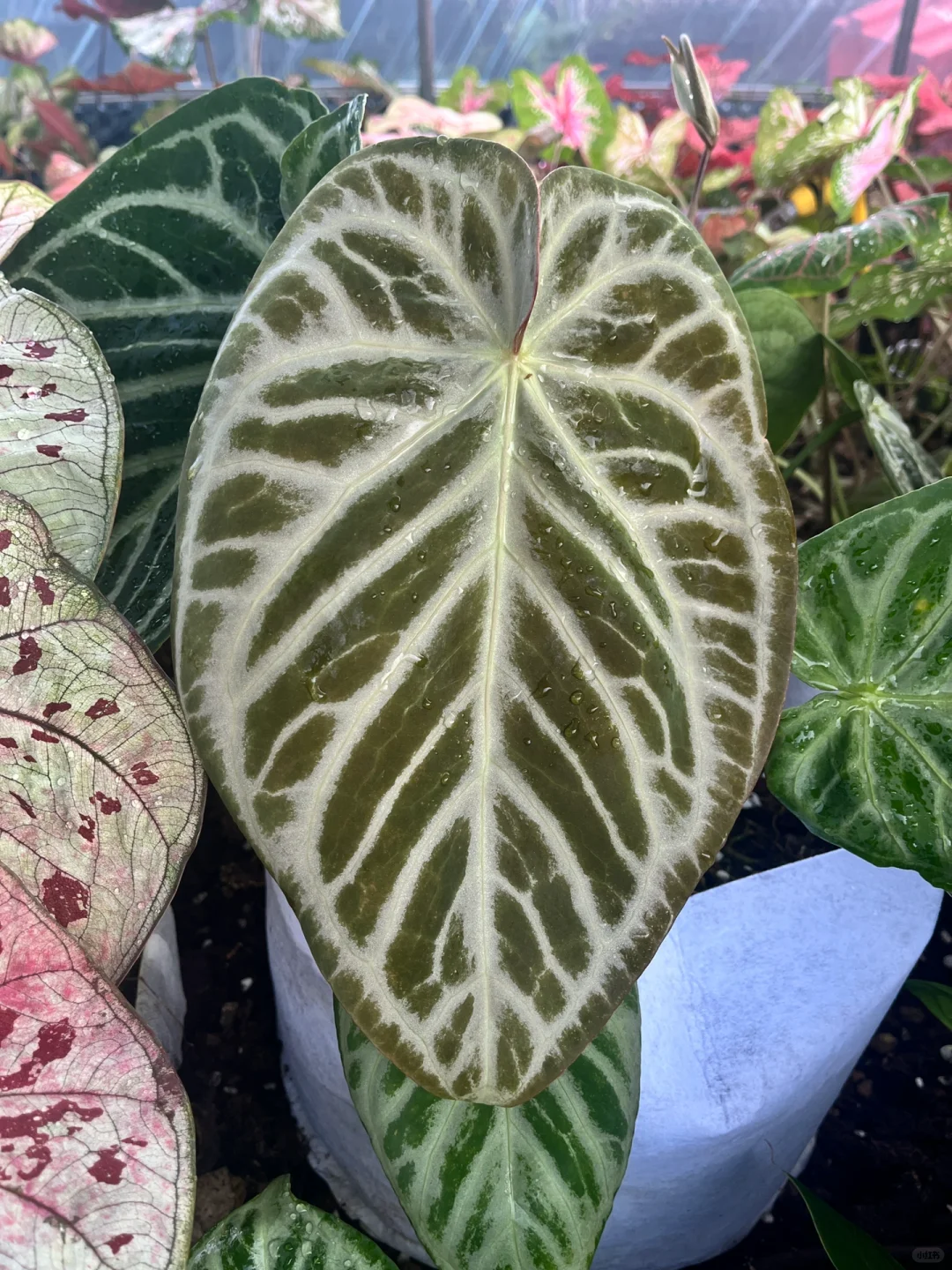 银刷子，动植物届里不兴的蛇精脸🤣