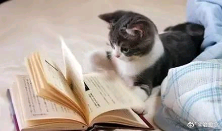 养猫人双十一的购物清单熬夜做好囤货规划！主食冻干、小零食全部列入清单，猫砂、清洁
