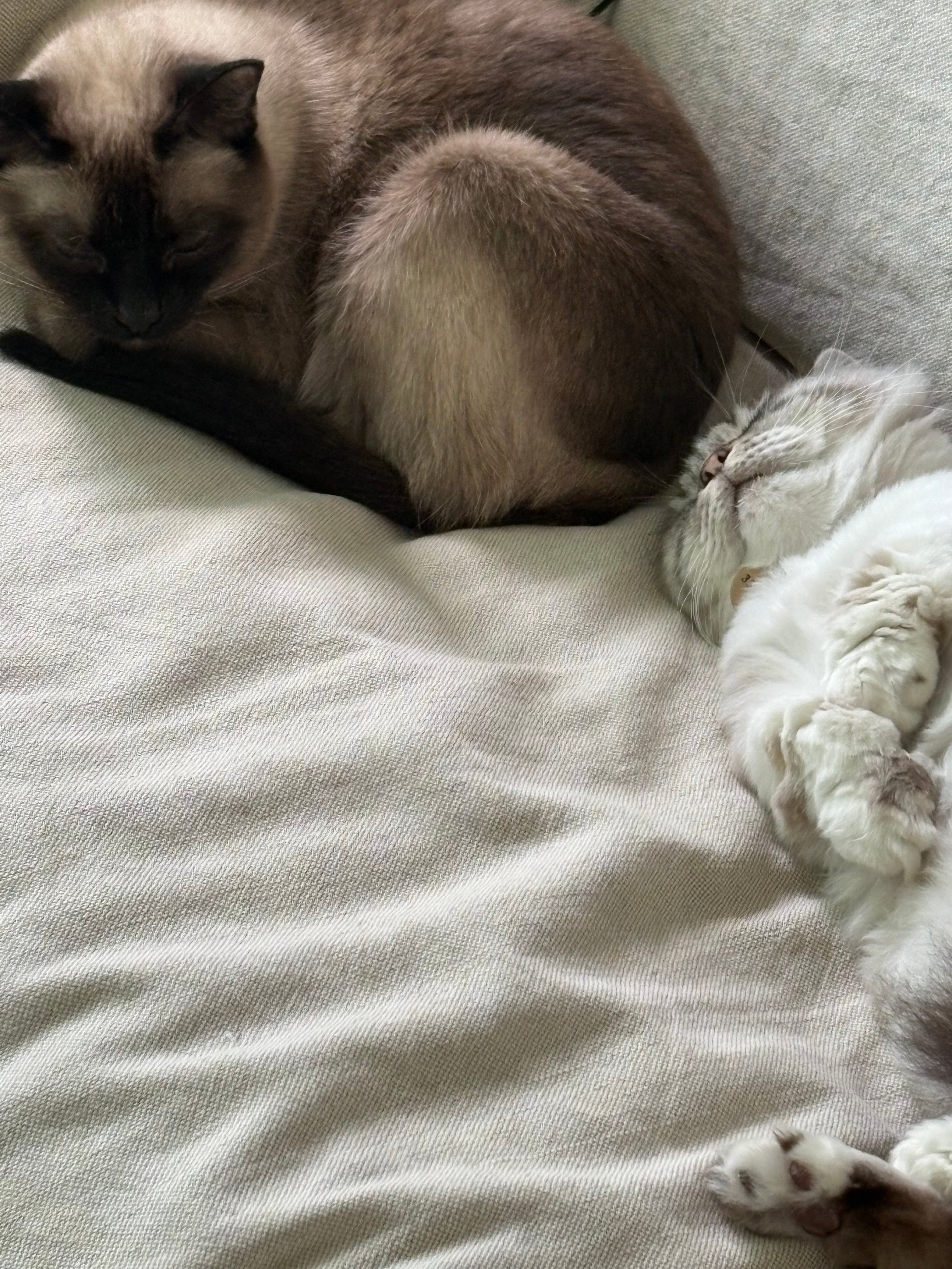 猫猫🥺🥺 