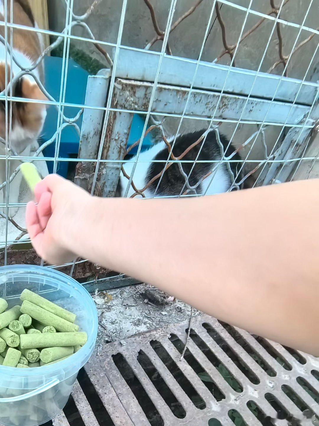 毛孩们的日常 吃点猫草棒棒[呲牙][呲牙] ​​​