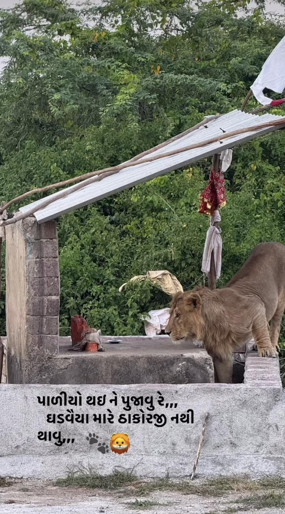 亚洲狮来村民家里要水喝。喝完就走了