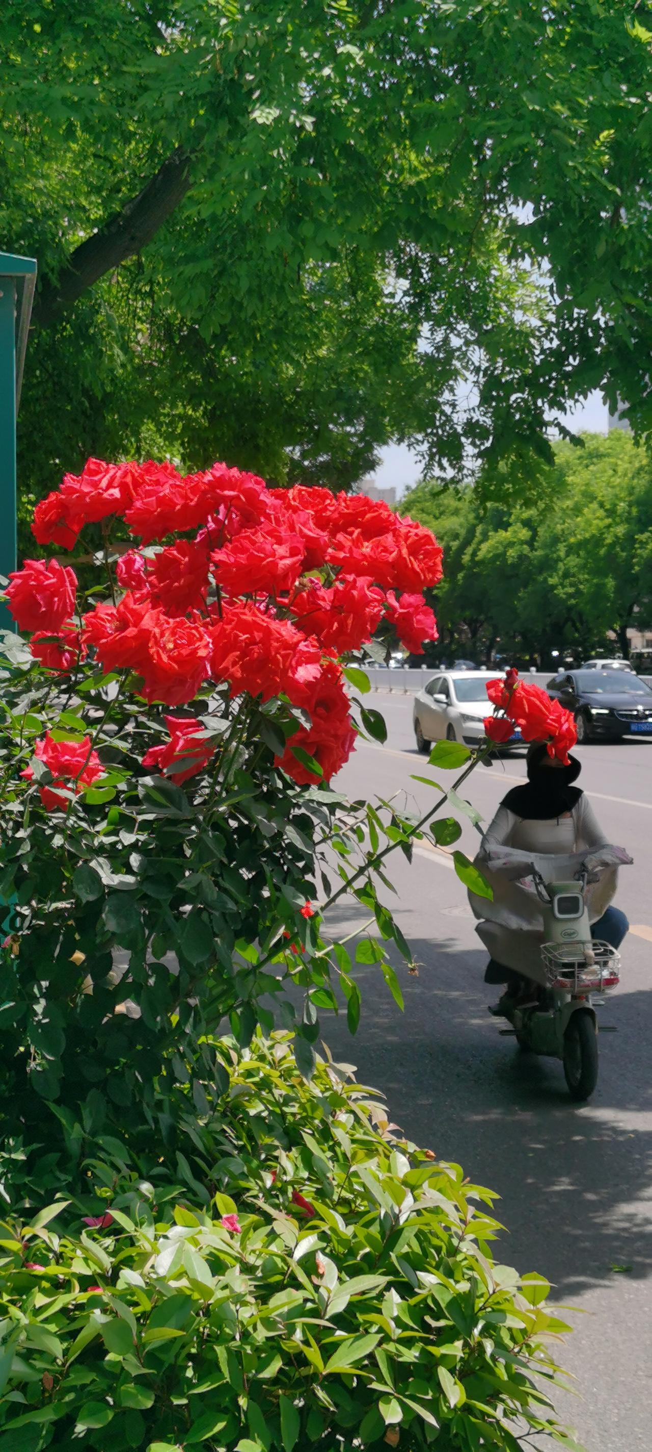 待到春来四月八，
樱花开后月季花。
冲天香阵渭南城，
满城尽带披红纱。