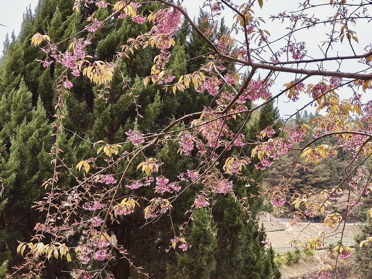 春日花海，粉嫩樱花与翠绿松树相映成趣，美不胜收！🌸🌳