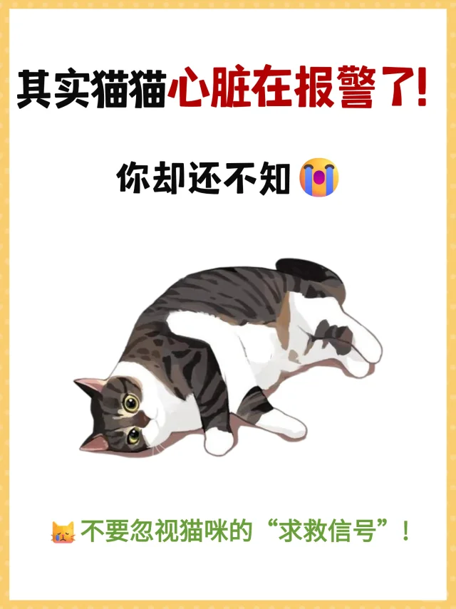 家有肥猫要警惕心脏问题❗千万不能忽视💔