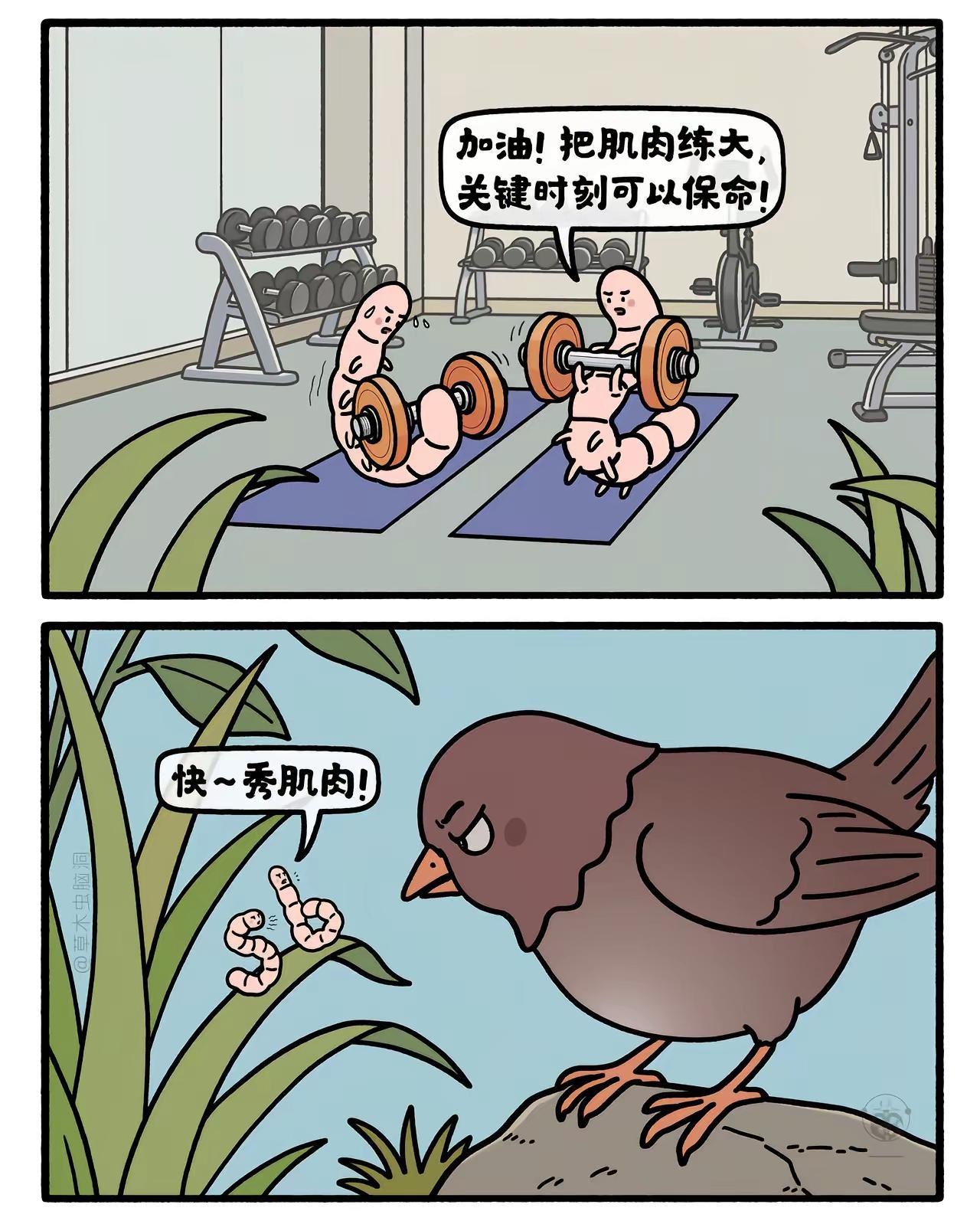 虫虫秀肌肉。嫦娥打工兔 第九〇七集
