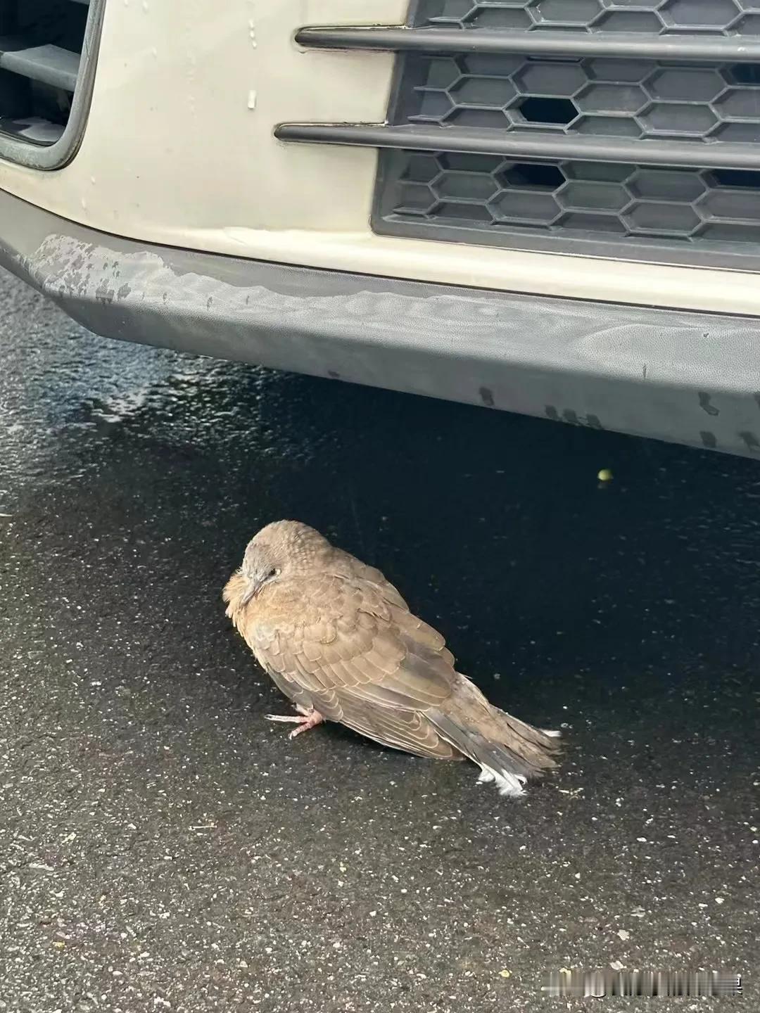 说女人必须要有的几样东西

里面第一个是驾照

驾照是个什么了不起的东西嘛，为什