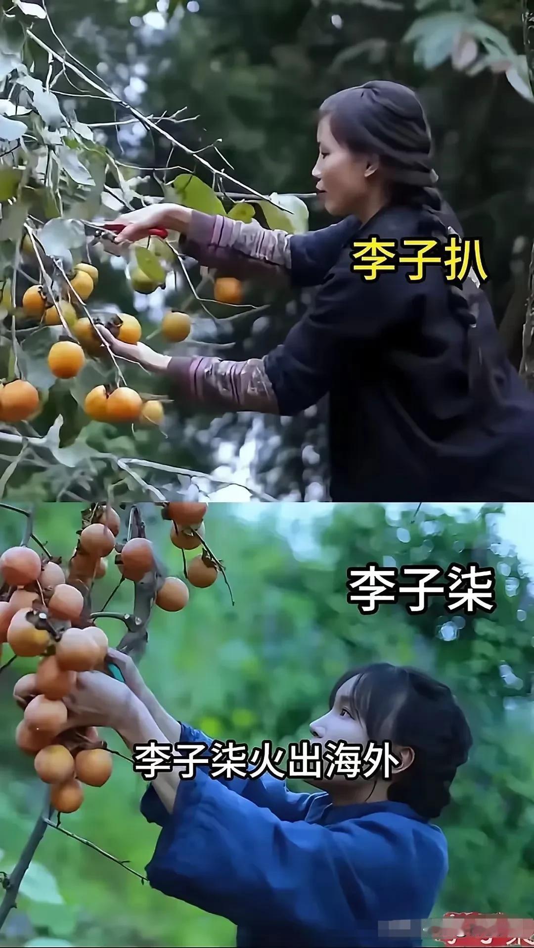 中国有个李子柒，越南有个李子扒～～～越南有个模仿李子柒的奇葩网红，李子柒干什么，