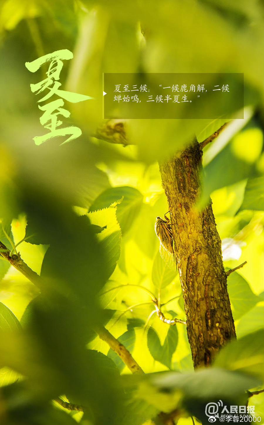 文化中国行迎夏至【今天，夏至】①6月21日16时25分迎来夏至。②夏至这天，北半
