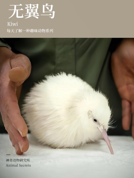 每天了解一种趣味动物👀无翼鸟