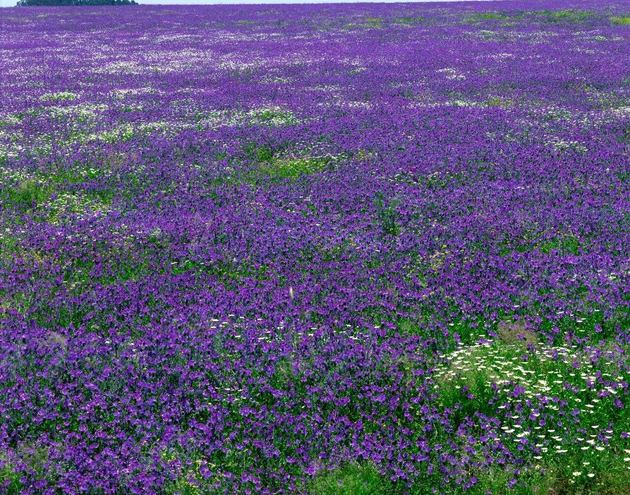 一路芬芳馥郁……