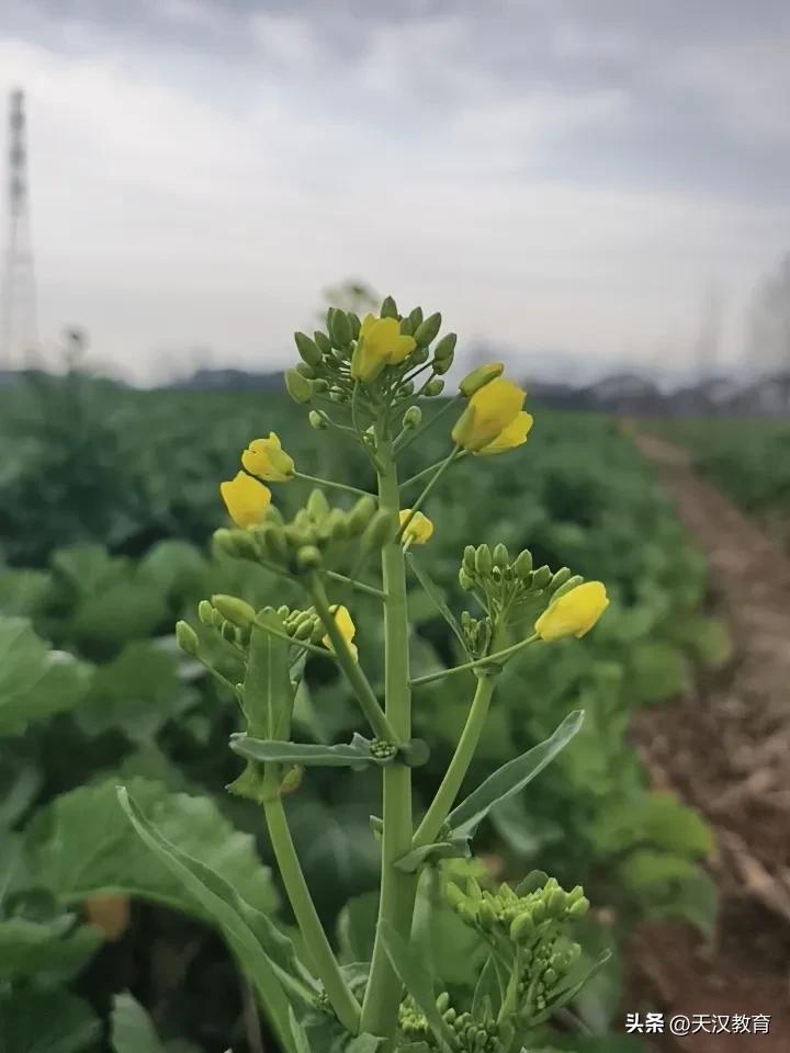 菜花开了，春天来了