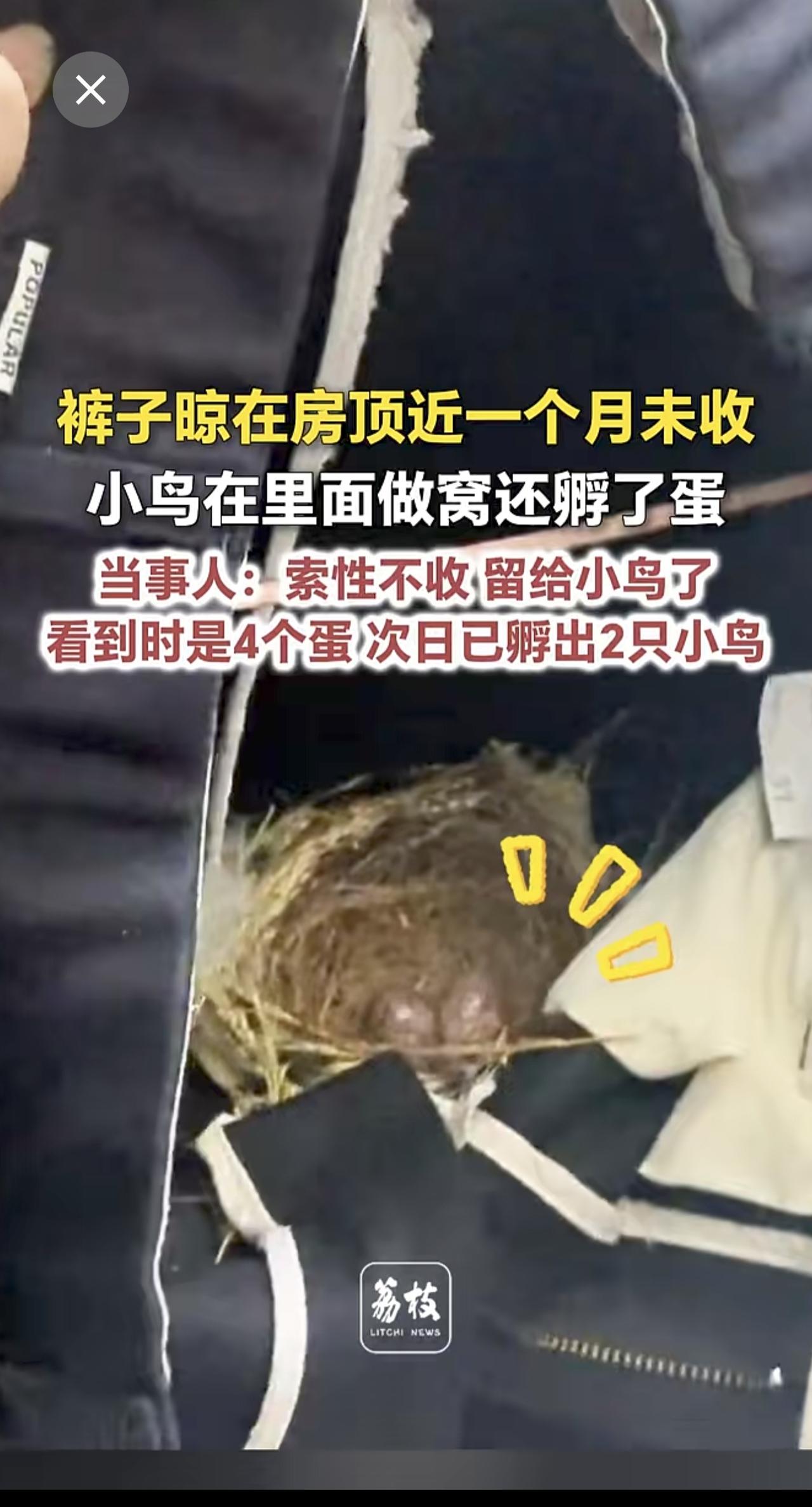 裤子晾在房顶近一个月未收，小鸟在里面做窝还孵了蛋 当事人：索性不收，留给小鸟了，