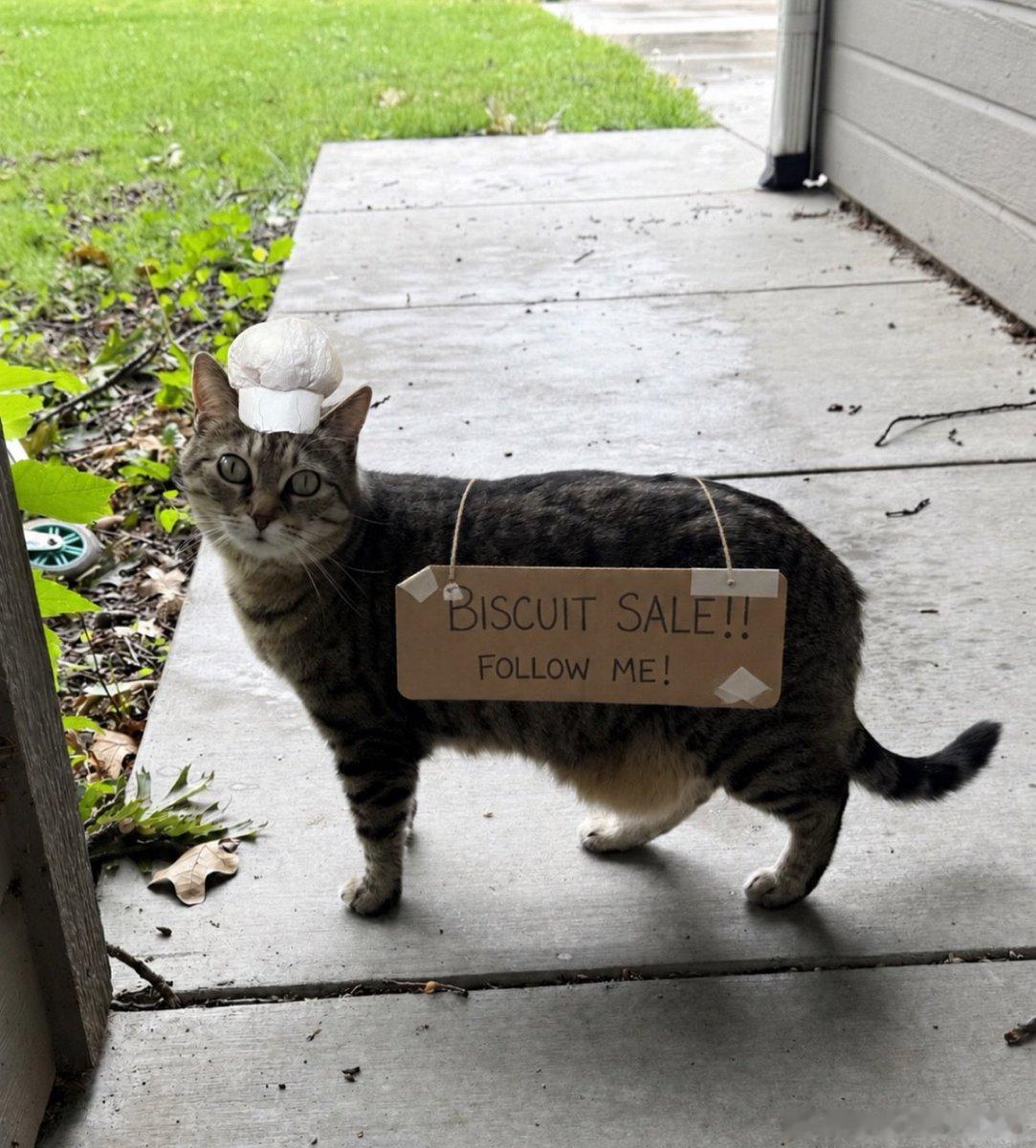 猫宁 
